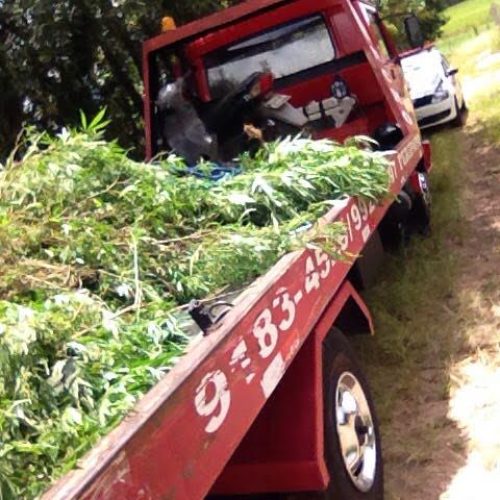 Denúncia anônima leva PM de Descalvado até plantação com 135 pés de maconha