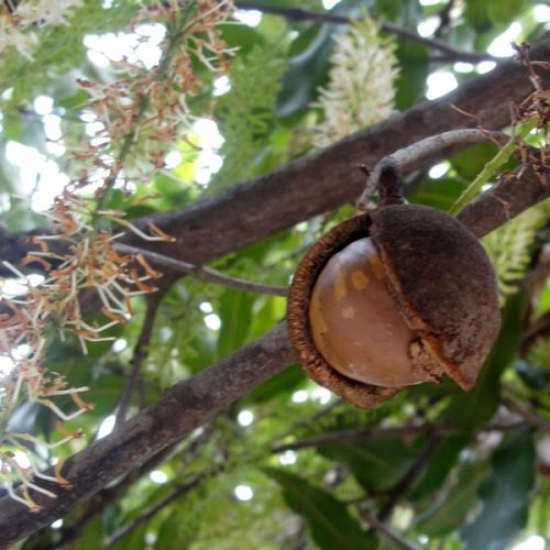 Nogueira australiana revela aptidão para arborização urbana