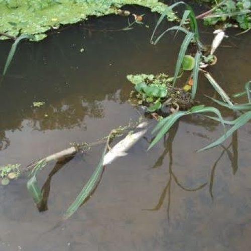 Pirassununga: peixes apareceram mortos no Rio Mogi Guaçu