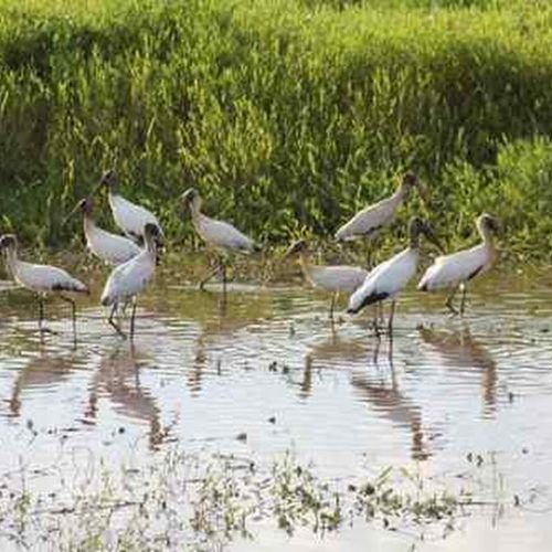 Aves migratórias chegam a Porto Ferreira