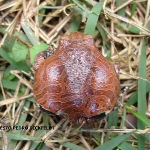 Encontrado o sapo “quatro-olhos” em Porto Ferreira