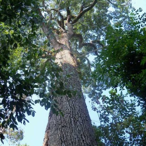 PFFC realiza Caminhada Ecológica no Parque Estadual de Porto Ferreira