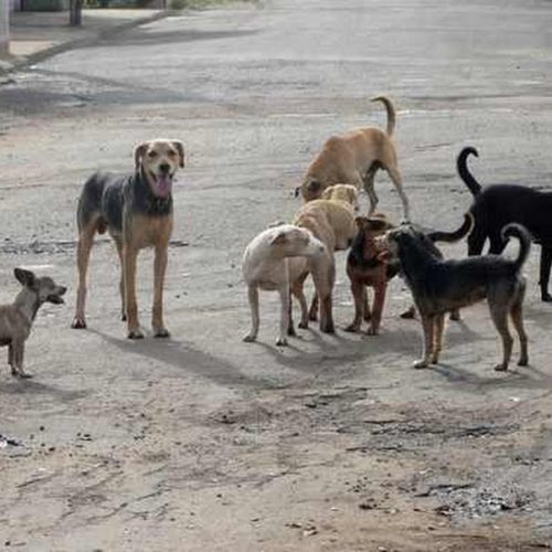 Departamento de Saúde dará início à vacinação de cães e gatos
