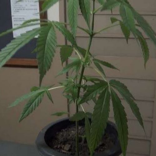 Pé de maconha é localizado em residência na Vila Nova