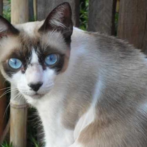 Vacinação contra a raiva em cães e gatos começa segunda-feira na zona urbana