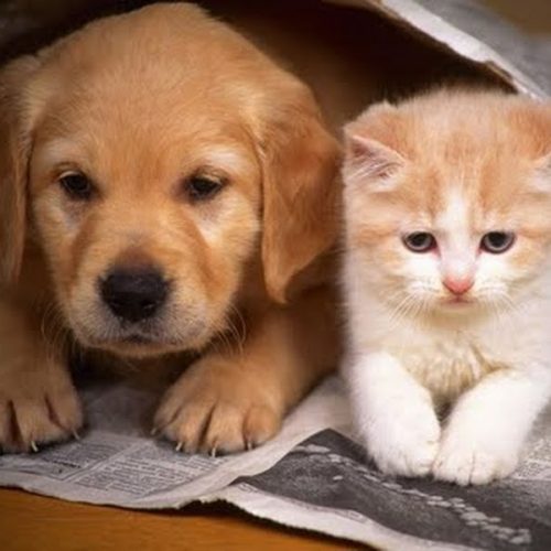 Vacinação contra raiva em cães e gatos vai até o dia 11 de agosto