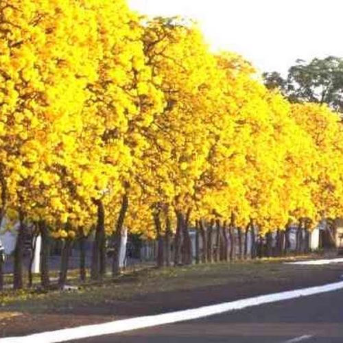 EPTV registra imagens de Ipês amarelos de avenida de Pirassununga