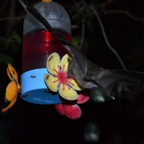 Morcegos saqueiam alimentador de beija-flores durante a noite