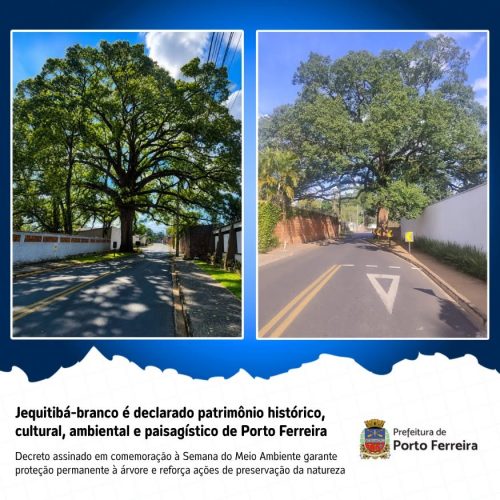 Jequitibá-branco passa a ser patrimônio ambiental de Porto Ferreira