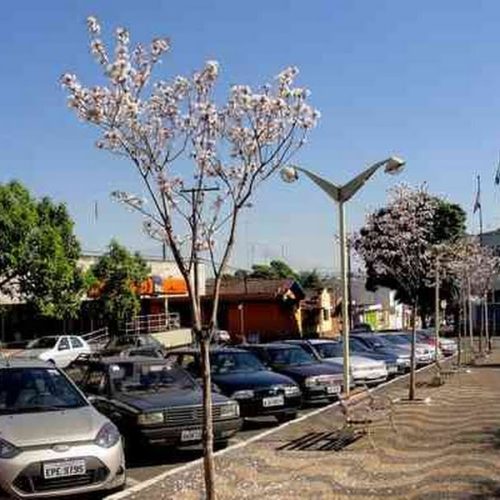 Ipês-branco dão toque especial em praças, ruas e quintais de Porto Ferreira.