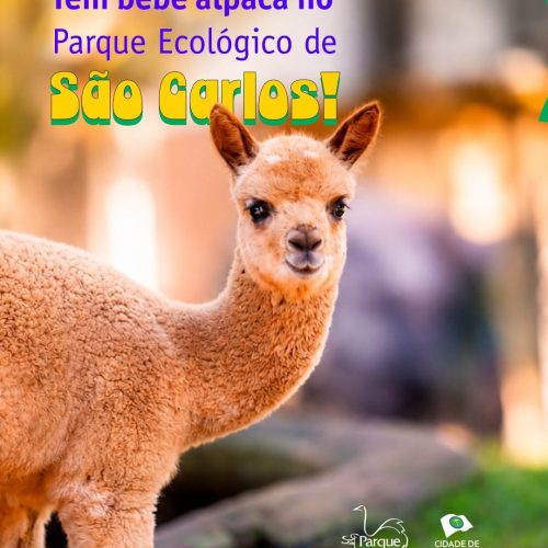 Novo filhote de alpaca amplia família no Parque Ecológico de São Carlos