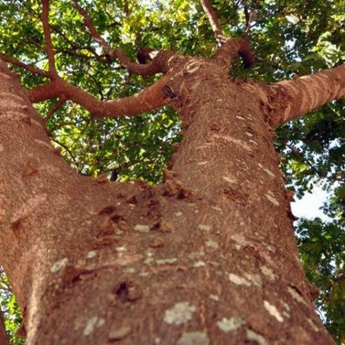 Programa incentiva plantio e cultivo sustentável do Pau-Brasil