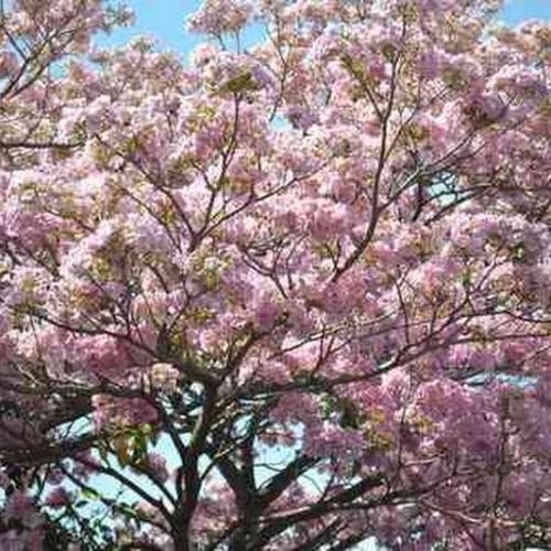 Ipê-rosa florido atrai a atenção na Av. Rudolf Streit, Vila Sybilla