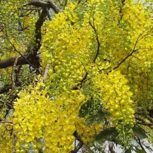 Chuvas de ouros florescem e embelezam ruas da cidade