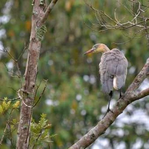 Parque Estadual de Porto Ferreira comemora seus 50 anos