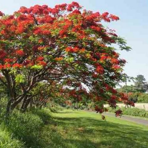 Floração do flamboyant em Porto Ferreira