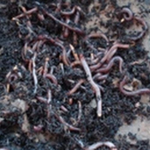 Húmus pode ser uma alternativa para tratar solo contaminado por metais pesados