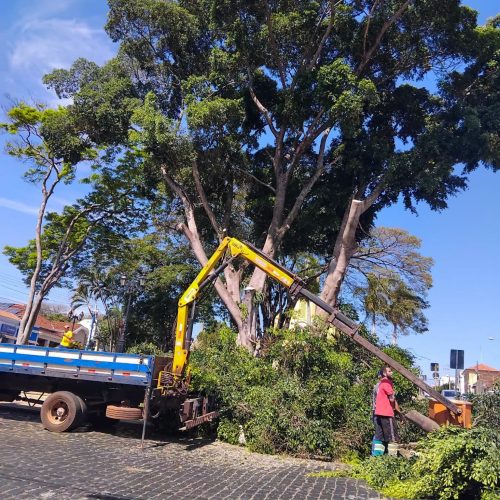 Santa Rosa de Viterbo realiza manejo preventivo de árvores comprometidas