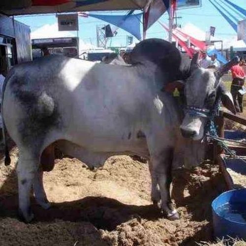 Produtores rurais devem apresentar relatórios de vacinação contra aftosa