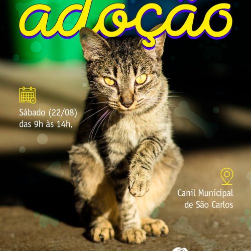 São Carlos promove feira de adoção com mais de 260 animais à espera de um lar