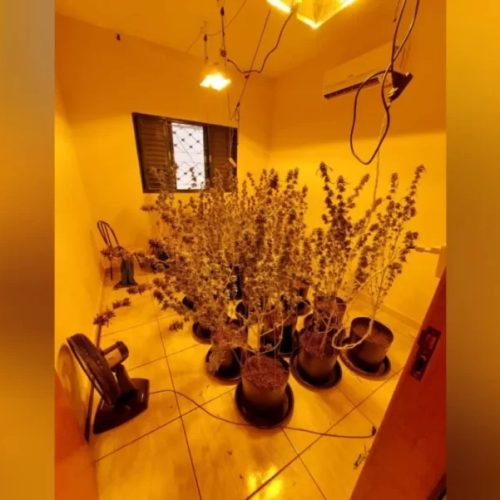 PM descobre laboratório de maconha em residência