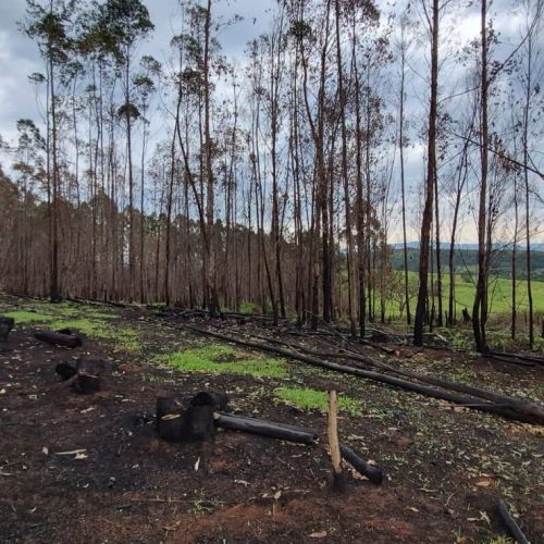 Polícia Ambiental multa propriedade rural em R$ 35,5 mil após queimada em São João da Boa Vista