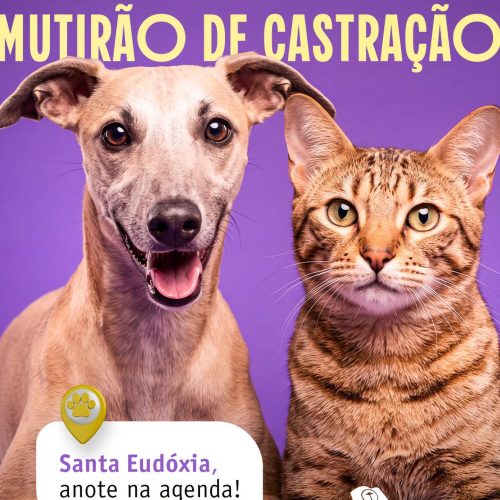 São Carlos terá agendamento para mutirão de castração em Santa Eudóxia