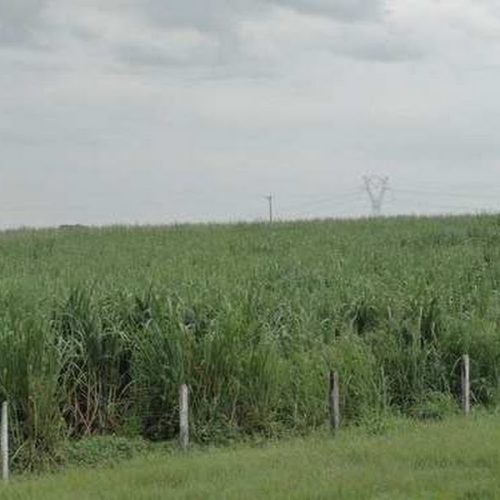 Queima da cana-de-açúcar está proibida no Estado de São Paulo