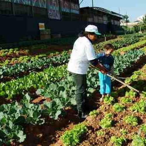 Vereador quer a implantação do projeto “hortas comunitárias” no município