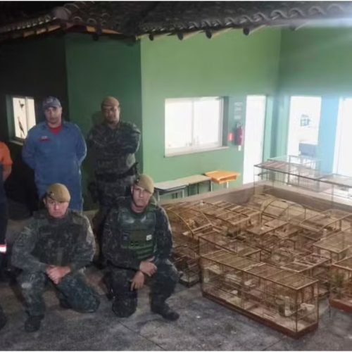 Flagrante em Araras: homem recebe multa de R$ 84 mil por maus-tratos a aves silvestres