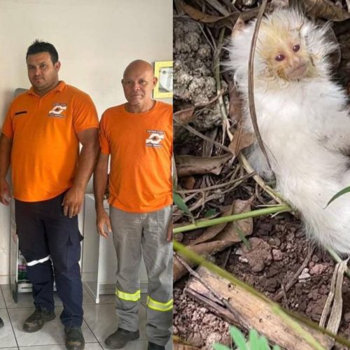 Sagui albino é resgatado em área de mata em Casa Branca