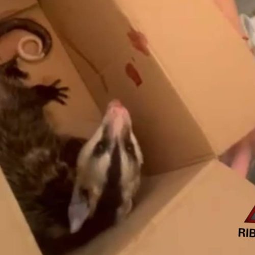 Patrulha Ambiental da GCM resgata gambá e filhote de saruê