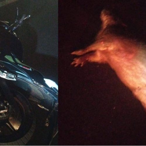 Acidente com animal provoca morte na rodovia SP-351