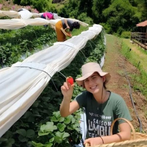 Festa do Morango começa nesta sexta em Socorro (SP) com entrada gratuita