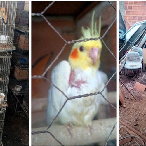 Polícia Militar Ambiental resgata 179 aves exóticas em situação de maus-tratos em Pirassununga (SP)