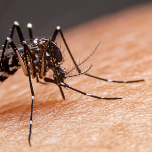 Dengue já causou 42 mortes e passa de 58 mil casos em São Paulo