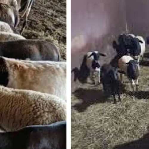 Furto de ovelhas Dorper mobiliza produtores rurais em Descalvado (SP)