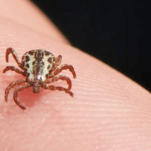 Leme confirma terceira morte por febre maculosa