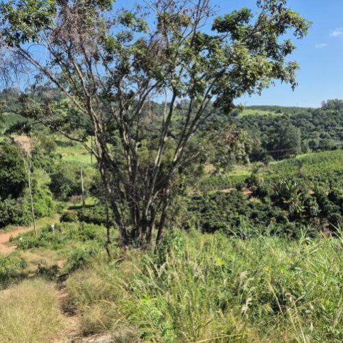 Polícia Ambiental de SP  flagra desmatamento ilegal em área protegida em Caconde