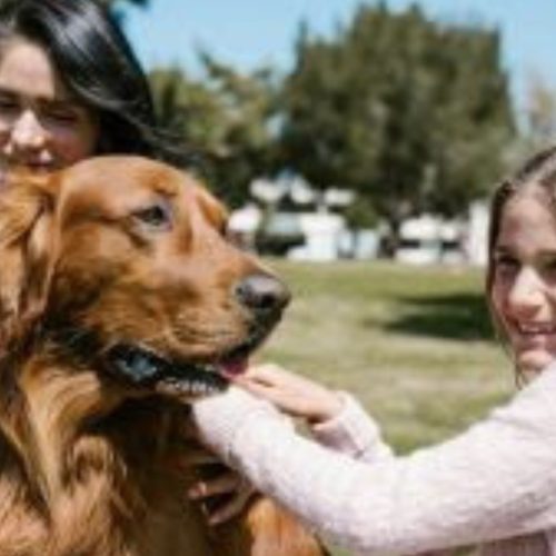 Medicina veterinária preventiva para seu Pet; benefícios além da saúde animal