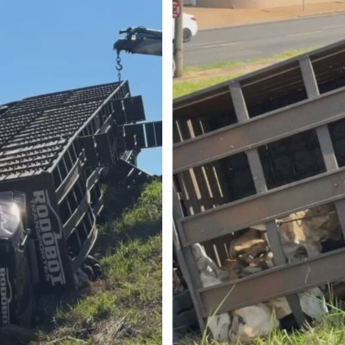 Acidente causado por motorista embriagado mata 77 bezerros no km 60 da BR-153