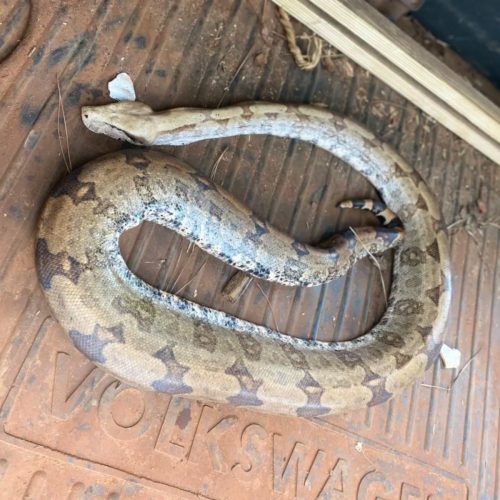 Jibóia é resgatada de incêndio e recebe cuidados em parque estadual de Porto Ferreira