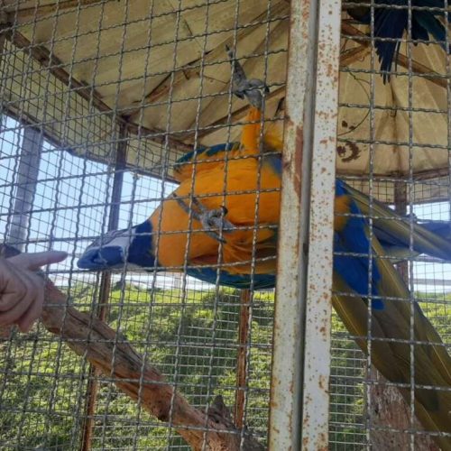 Multas passam de R$ 13 mil em operações do Policiamento Ambiental na região