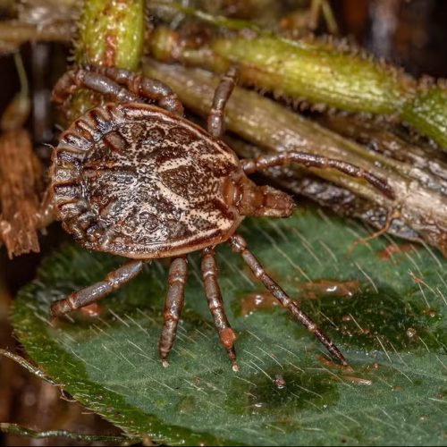 Febre maculosa tem quase 50% de letalidade em Campinas após nova morte