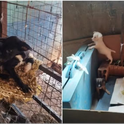 Mulher é presa por manter 15 animais em condições de maus-tratos