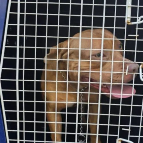 Ataques de pitbull deixam cinco crianças feridas em escola