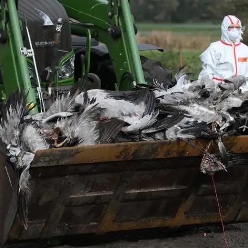 Alemanha sacrifica 500 mil aves para tentar conter gripe aviária