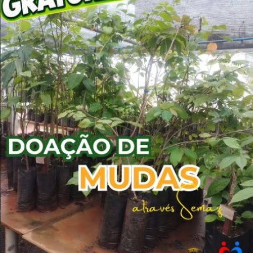 Prefeitura de Porto Ferreira oferece mudas arbóreas gratuitas à população