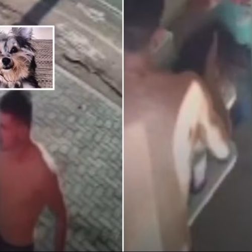 Homem leva cachorro morto ao veterinário após agressões em Leme