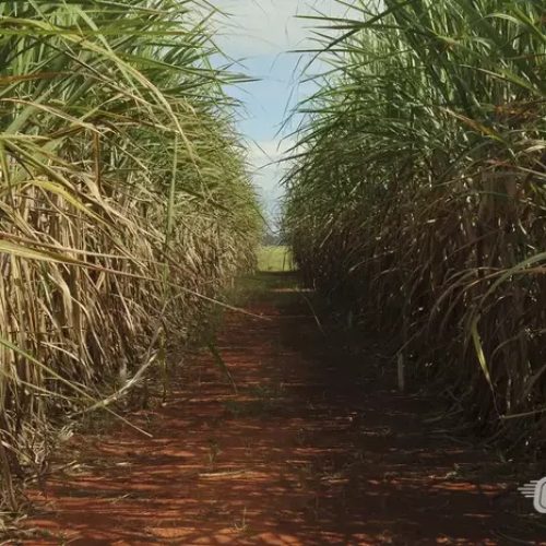 Furto de cana-de-açúcar é flagrado em propriedade rural em Santa Rita do Passa Quatro